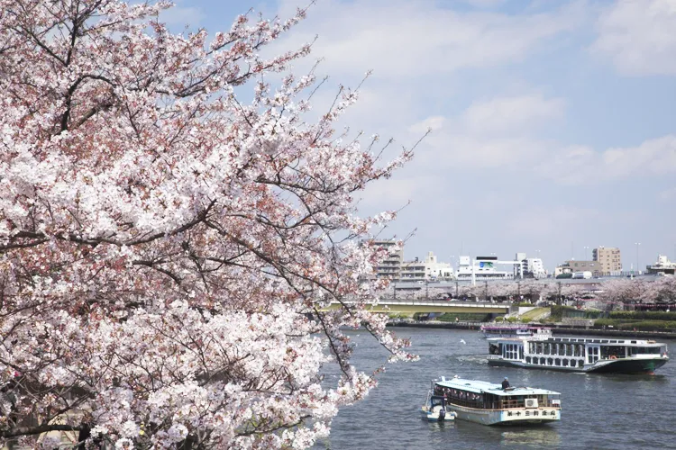 桜と舟と隅田川