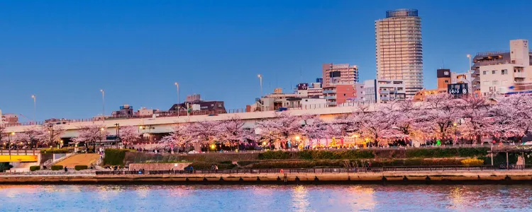 イルミネーションの桜並木