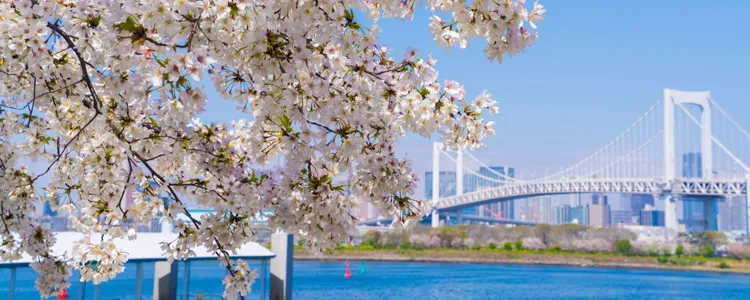 桜とレインボーブリッジ