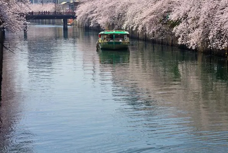 屋形船 桜