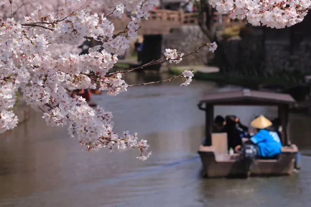 桜と屋形船