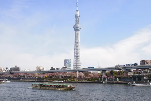 Skytree, cherry blossoms and yakatabune
