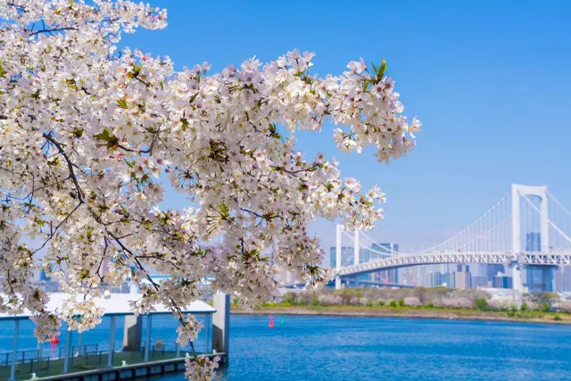 お台場で咲く桜とレインボーブリッジ、東京湾の景色