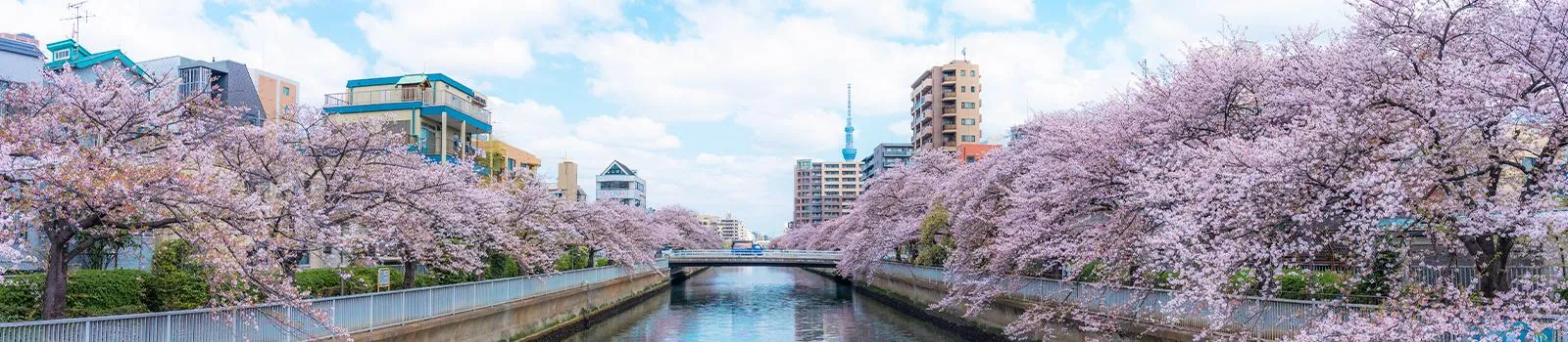 隅田川の桜並木と東京スカイツリーを背景に航行する屋形船