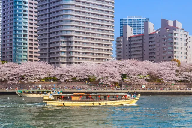 隅田川を航行する屋形船と川沿いに咲く桜