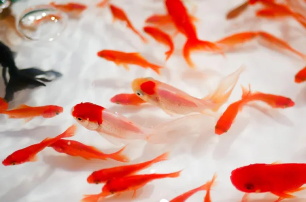 堀口金魚養魚場