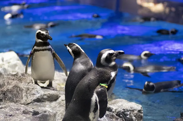 すみだ水族館のペンギン