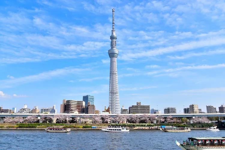 東京スカイツリー付近で屋形船から花見を楽しむ