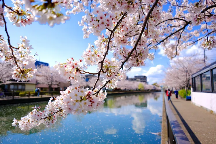 江戸川区新川千本桜